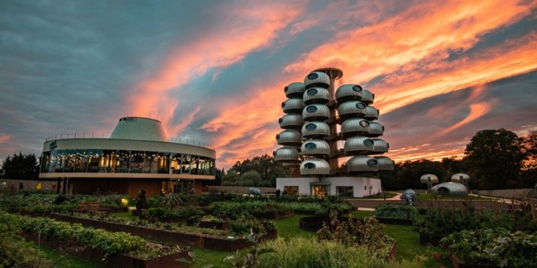 越看越像樹葡萄，但一點都不“土味”
