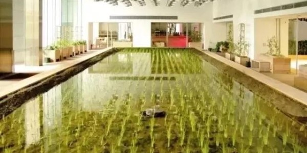美國人把辦公桌搬進(jìn)了熱帶雨林，日本人把農(nóng)場(chǎng)搬進(jìn)了寫字樓！